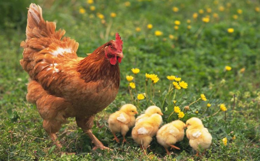 Gà cùng một mẹ chớ hoài đá nhau