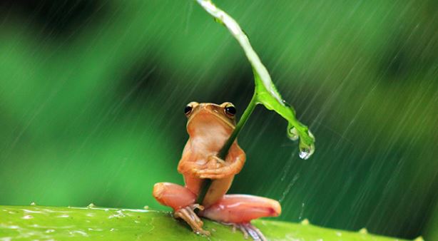 ếch ngồi đáy giếng