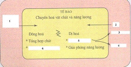 Đề kiểm tra 1 tiết môn Sinh học lớp 8 bài: Trao đổi chất và năng lượng
