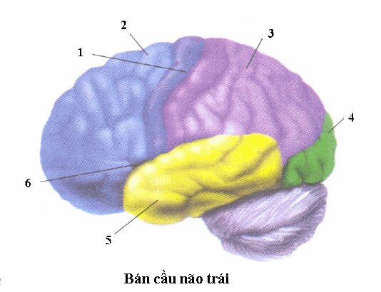 Đề kiểm tra 1 tiết môn Sinh học lớp 8 Chương IV: Thần kinh và giác quan
