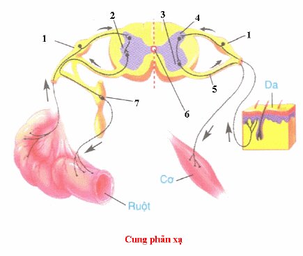 Đề kiểm tra 1 tiết môn Sinh học lớp 8 Chương IV: Thần kinh và giác quan