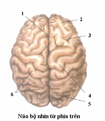 Đề kiểm tra 15 phút môn Sinh học lớp 8 bài: Đại não