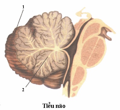 Đề kiểm tra 15 phút môn Sinh học lớp 8 bài: Trụ não, tiểu não, não trung gian