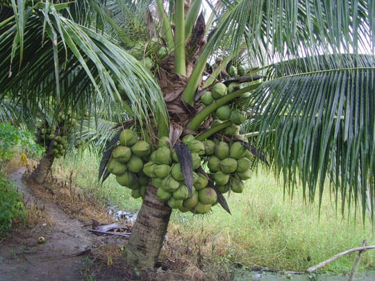 thuyết minh cây dừa và quả dừa