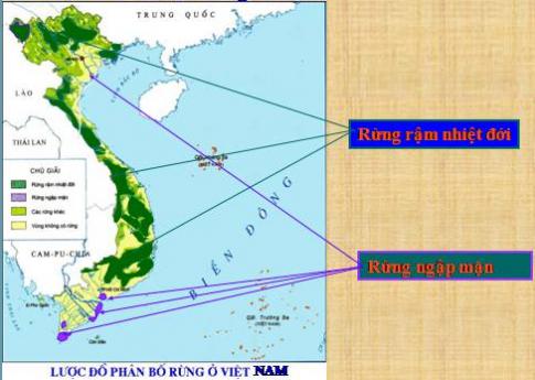 Giải Địa lí lớp 5 VNEN bài Đất và rừng