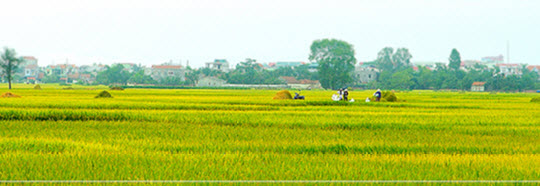 Em hãy viết đoạn văn mở bài cho bài viết thuyết minh về cây lúa