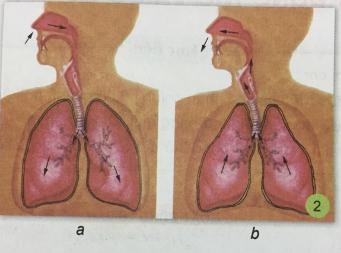 Giải bài 1: Hoạt động thở và cơ quan hô hấp