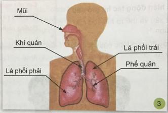 Giải bài 1: Hoạt động thở và cơ quan hô hấp