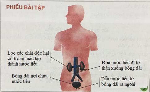 Giải bài 5: Cơ quan bài tiết nước tiểu