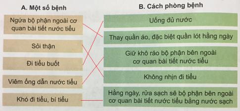 Giải bài 5: Cơ quan bài tiết nước tiểu
