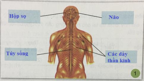 Giải bài 6: Cơ quan thần kinh của chúng ta