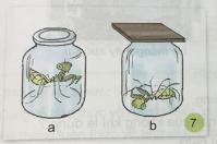 Giải Khoa học lớp 4 VNEN bài 18