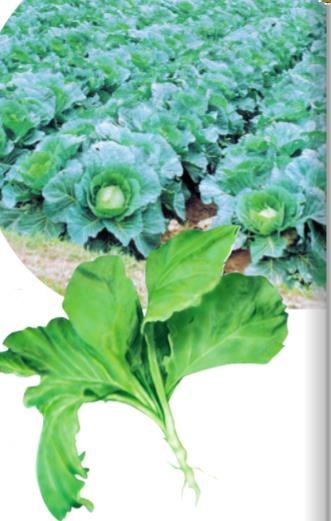 Giải SGK Tự nhiên và xã hội 1 bài 22: Cây rau