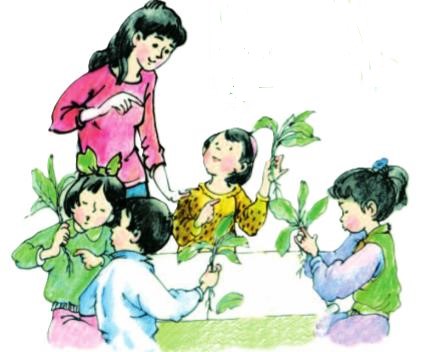 Giải SGK Tự nhiên và xã hội 1 bài 22: Cây rau