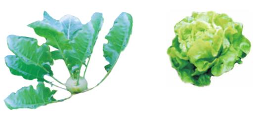 Giải SGK Tự nhiên và xã hội 1 bài 22: Cây rau