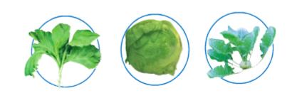 Giải SGK Tự nhiên và xã hội 1 bài 22: Cây rau