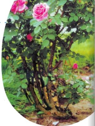 Giải SGK Tự nhiên và xã hội 1 bài 23