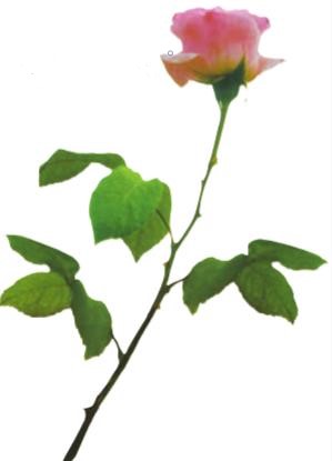 Giải SGK Tự nhiên và xã hội 1 bài 23