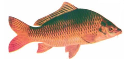 Giải SGK Tự nhiên và xã hội 1 bài 25