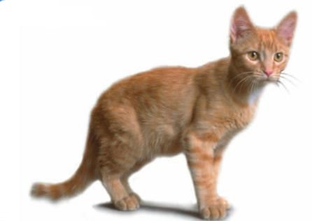 Giải SGK Tự nhiên và xã hội 1 bài 27