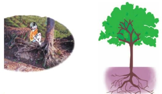 Giải SGK Tự nhiên và xã hội 1 bài 24