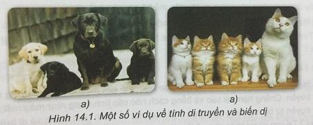 Khoa học tự nhiên 9 Bài 14: Giới thiệu về di truyền học