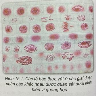 Khoa học tự nhiên 9 Bài 15: Nhiễm sắc thể