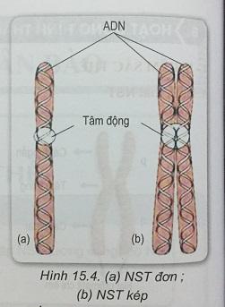 Khoa học tự nhiên 9 Bài 15: Nhiễm sắc thể