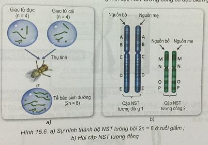 Khoa học tự nhiên 9 Bài 15: Nhiễm sắc thể