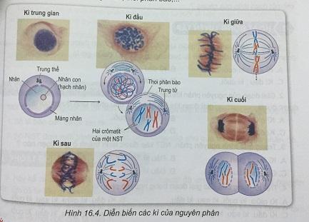 Khoa học tự nhiên 9 Bài 16: Chu kì tế bào và nguyên phân