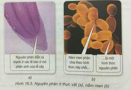 Khoa học tự nhiên 9 Bài 16: Chu kì tế bào và nguyên phân