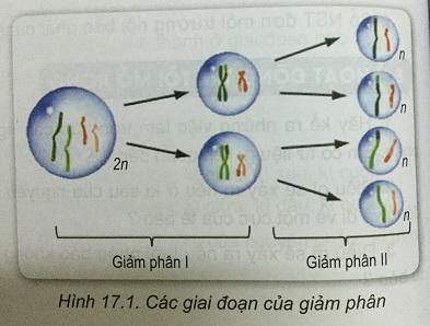 Khoa học tự nhiên 9 Bài 17: Giảm phân và thụ tinh