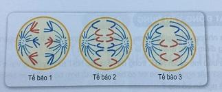 Khoa học tự nhiên 9 Bài 17: Giảm phân và thụ tinh