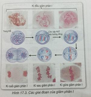 Khoa học tự nhiên 9 Bài 17: Giảm phân và thụ tinh