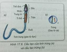 Khoa học tự nhiên 9 Bài 17: Giảm phân và thụ tinh