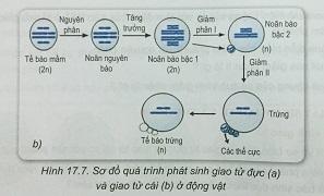 Khoa học tự nhiên 9 Bài 17: Giảm phân và thụ tinh