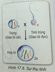 Khoa học tự nhiên 9 Bài 17: Giảm phân và thụ tinh