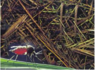 Giải SGK Tự nhiên và xã hội 1 bài 28