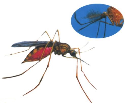 Giải SGK Tự nhiên và xã hội 1 bài 28