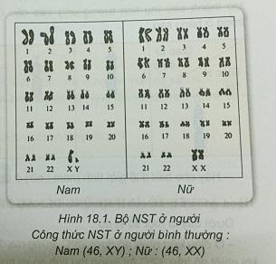 Khoa học tự nhiên 9 Bài 18: Nhiễm sắc thể giới tính và cơ chế xác định giới tính
