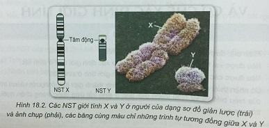 Khoa học tự nhiên 9 Bài 18: Nhiễm sắc thể giới tính và cơ chế xác định giới tính