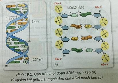 Khoa học tự nhiên 9 Bài 19: ADN và gen