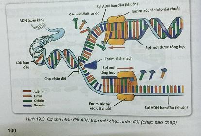 Khoa học tự nhiên 9 Bài 19: ADN và gen