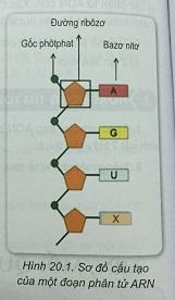 Khoa học tự nhiên 9 Bài 20: ARN, mối quan hệ giữa gen và ARN