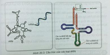 Khoa học tự nhiên 9 Bài 20: ARN, mối quan hệ giữa gen và ARN