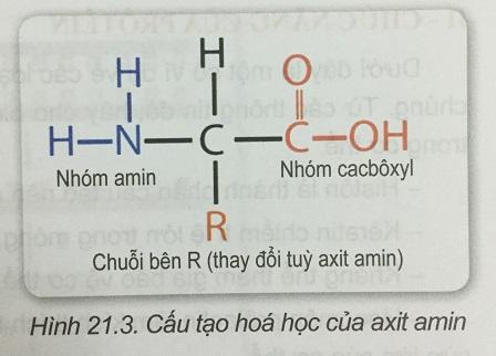 Khoa học tự nhiên 9 Bài 21: Mối quan hệ giữa gen và tính trạng