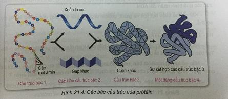Khoa học tự nhiên 9 Bài 21: Mối quan hệ giữa gen và tính trạng