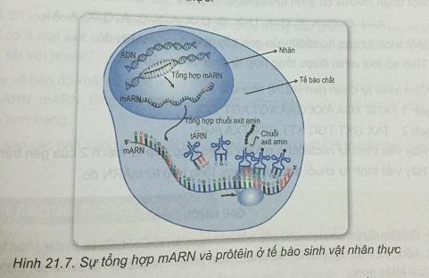 Khoa học tự nhiên 9 Bài 21: Mối quan hệ giữa gen và tính trạng
