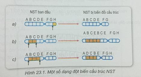 Khoa học tự nhiên 9 Bài 23: Đột biến cấu trúc nhiễm sắc thể
