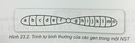 Khoa học tự nhiên 9 Bài 23: Đột biến cấu trúc nhiễm sắc thể